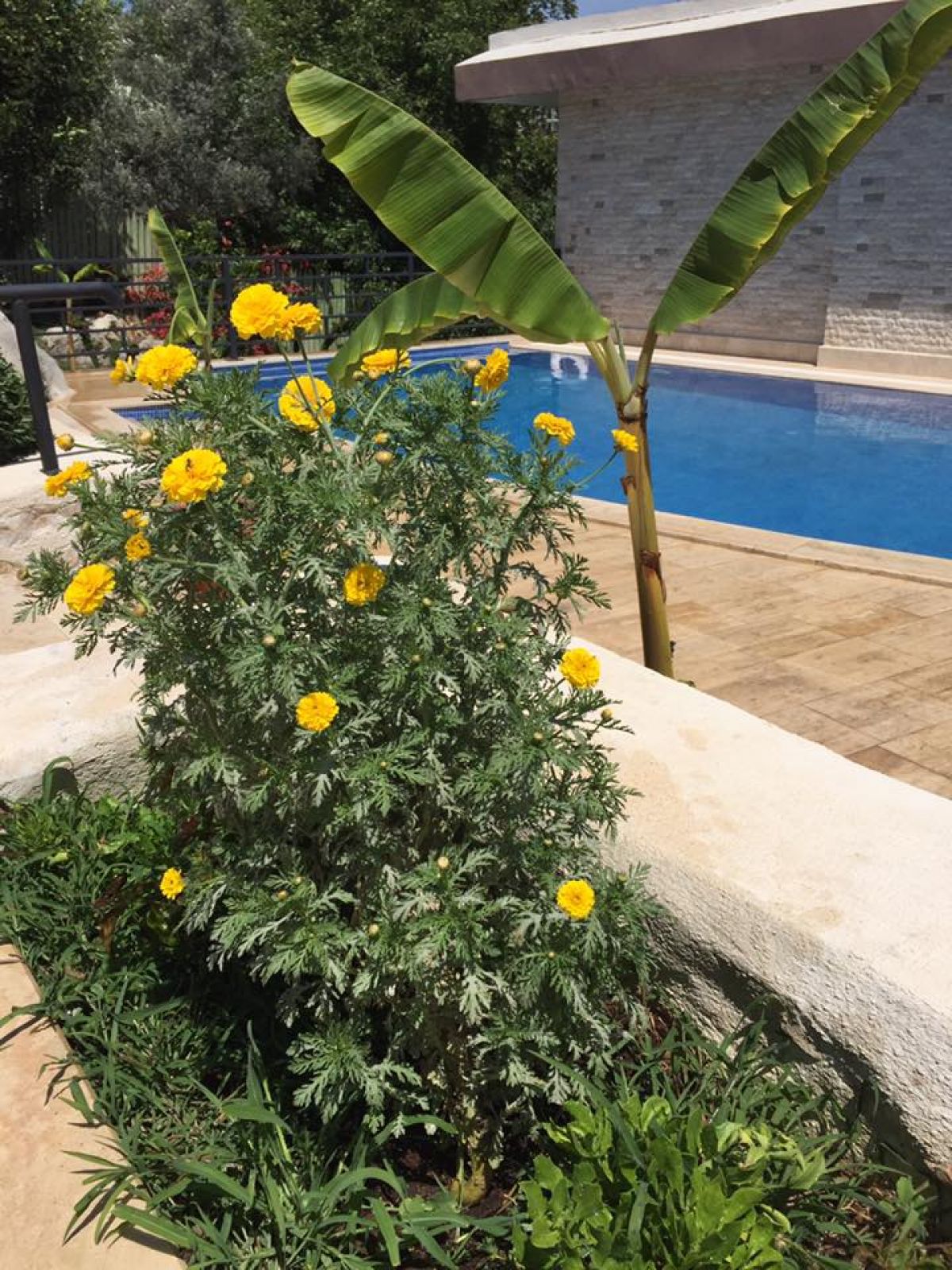 imagini hotel DARDANOS PATARA